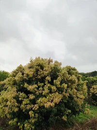 現(xiàn)代多數(shù)心理學(xué)家認(rèn)為，應(yīng)激是個(gè)體覺查察環(huán)境刺激對生理、心理及社會系統(tǒng)過重負(fù)擔(dān)時(shí)的整體現(xiàn)象，所引起的反應(yīng)可能為適應(yīng)或適應(yīng)不良。配圖