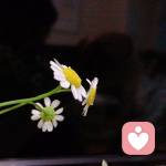 沐风的头像
