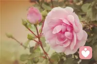 爱的最高境界是怜惜❤️

在婚姻里一旦你开始学会怜惜对方，你会完全站在对方的立场看待问题，你下意识考量的也会是对方的利益，对方的一举一动，落在你的眼中，都有可能会经过你的解读，完全变了样子。

比如，你看到爱的人上班辛苦，可能你会心疼，事实上所有人都是辛苦的，包括你自己也是一样，但你就是容易放大对方的任何遭遇；

甚至你看到对方一个人吃饭，一个人回家，这种原本习以为常的事，你都容易在心中产生同情，认为他（她）怎么这么可怜？

包括在对方遇到任何困难时，如果你只是普通的喜欢，你多半下意识思考的是：这个问题严不严重，会不会影响到我？

要是能够影响的话，很多人都会为了避开这种影响而选择分开，毕竟谁都不想给自己惹上不必要的烦恼。

但是，如果你对这个人有怜惜之情，你看到对方过得不好，看到他遇到困难的时候，你只会感到心疼，并且会想要替对方分担，尽可能在其中去做一些事。

你的第一反应，绝对不会是明哲保身。

所以，爱一个人的最高境界，可以说便是这两个字：怜惜。配图