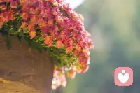 人生最大的幸运就是好好活着！


好好活着，是我们在这个世界上对生活的一种态度，也是对自己的生命负责任，因为时光不能倒流，我们只能活一回，正因为尊贵，才要懂得珍惜、珍重，以健康快乐为本，善待生命，为爱我们的人和我们所爱的人，快乐生活，切勿让当下的美好，遗留太多的遗憾。

昨天已过去，今天正在面对，只有珍惜现在，精神饱满的活好眼前，健健康康，就是幸福，就是最大的幸运！配图