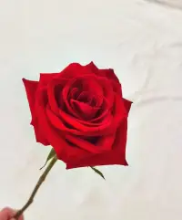 “討人型人格”得治，否則自己活得太辛苦了

“討好型人格”因為異常的敏感，因為太在意的別人的看法與感受，因為做出的行為和內心想要表達卻又不敢表達的想法相違背，所以討好型的人并不會真正地感到快樂。

他們可能也會拒絕別人，但是拒絕了以后會很擔心是不是會引起別人的不滿，所以內心會很不安；他們做事謹慎而小心翼翼，但是如果不小心出了錯，他們會覺得異常抱歉；

他們渴望被愛，渴望親密關系，所以用愛去換取被愛，做的所有事都是為了取悅對方，甚至不惜降低自己的邊界感，最后又因為對方滿足不了自己的期待或者自己滿足不了對方的期待而受傷！

愿你不再討好任何人，愿你是自己的主人，
愿你發自內心地快樂，愿你是自己的暖陽！配圖