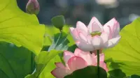 什么樣的原生家庭造成孩子的討好型人格呢


有人說，童年的不幸要用一生來治愈，這點我是非常贊同的，家庭和父母的行為和思維模式，對于一個還沒有獨立人格的孩子來講，就是最具權威的，人的性格養成，跟自己的家庭模式是絕對分不開關系的。

那么，什么樣的原生家庭會造成孩子的討好型人格呢？

1：父母就是討好型人格

那孩子就是照葫蘆畫瓢，每個孩子都會模仿自己父母的行為模式，所以父母在長期的言傳身教過程中，就把孩子教成了討好型模式

2：父母控制欲特別強

如果一個孩子在年幼時期經常會犧牲自己的需求去迎合父母的喜愛，那么久而久之，他對于自己內心的需求就會潛意識的屏蔽，對父母的模式，在他長大后，就會成為他對待全世界的模式。

3：父母不夠關注

渴望親密關系是人的本性，而在我們生命的初期，第一個親密關系就是與父母的關系，所以，在年幼時期，父母的忽視會讓我們內心極度缺乏安全感和愛，所以就會在成年以后渴望得到安全感和愛，那么，別人的認可和喜歡就在很大程度上能夠滿足她內心的需求！

??討好人格的人活的太委屈自己了，得及時進行調整，才能活得自在！配圖