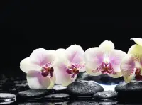 正念緩解焦慮

焦慮的原因不是問題，而是問題帶來的情緒。

坐中靜，破焦慮之賊，讓自己靜下來，問題解決不好就放一放，先做其他，完了再回來看看！配圖