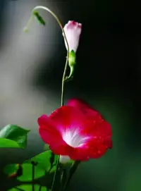 婚姻經(jīng)營(yíng)篇

每個(gè)婚姻都是獨(dú)一無(wú)二的，每個(gè)人都有權(quán)利選擇自己的幸福。只有我們?cè)敢飧冻雠Γ橐霾拍芾^續(xù)繁榮發(fā)展。

無(wú)論你的婚姻是否遇到了困難，記住這七句話：溝通是關(guān)鍵，重建信任，共同制定目標(biāo)，尋求專業(yè)幫助。

婚姻是一段需要不斷投入和努力的旅程。只有你愿意去挽回，婚姻才能真正變得值得！配圖