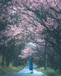 春天像極了一個專治不開心的心理老師

當我多年在櫻花樹下站立時，從來沒有看到一個人是哭著跟櫻花合影的，哪怕TA剛剛失戀或受委屈了！

有空去接近大自然吧，讓大自然給我們帶來了快樂和幸福的生活！配圖