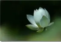 高情商的人不顯山不露水，卻能給你如沐春風的感覺。

他們懂得不揭別人短，給別人留面子，為自己贏后路。

不傳別人的秘密，給別人留自尊，為自己贏得信任。

不聽別人的挑撥，給別人留余地，為自己贏得尊重。

不嫉妒別人的優秀，懂得欣賞別人，雙方都是贏家。

“情商之父”丹尼爾·戈爾曼說：

“智商高、情商也高的人，春風得意；智商不高，情商也不高的人，一事無成。”
人生是一個不斷成長的過程，無論什么時候，高情商的人都懂得為他人著想，而這樣做，其實也是在給自己的未來鋪路。

高智商能讓你走得快，高情商才能讓你走得遠。配圖