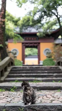 美好的只是生活吗？并不是。

美好的自始至终都是你自己。因为你心无挂碍，

因为你心境放空从容不迫，周遭的一切才显得美好，无关风月，只在于你！配图