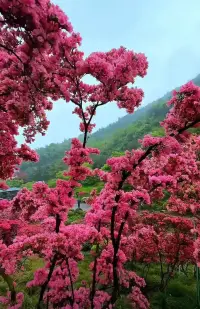 悟語

人的內心，既求生，也求死；我們既追逐光明，也追逐黑暗；我們既渴望愛，有時候卻又近乎自毀地浪擲手中的愛。配圖