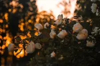 張小嫻說：

“愛情里面所有的遷就都是甘心情愿，甚至了無痕跡的。有時候，并不是你喜歡的東西我剛好全都喜歡，而是你喜歡的，我也愿意去喜歡，然后就真的喜歡了?！迸鋱D