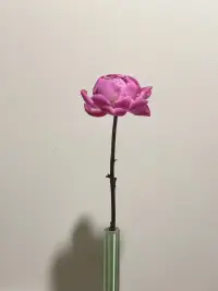 用正念開啟一天新的開始！配圖