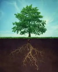 種一棵樹最好的時間是十年前，其次是現(xiàn)在。成功從來不是一蹴而就，而是厚積薄發(fā)。唯有默默耕耘、積蓄力量，一步一個腳印才能走得更遠(yuǎn)。

向下扎根，才能向上生長。奔赴夢想的路上，努力走好每一小步，不斷去做事、去實踐，你終會完成人生的進(jìn)階。配圖