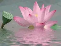 佛家有一種說法，
叫做發愿心。

實質就是利用心靈的力量，
這種力量不斷從內向外輻射，
讓人動力滿滿。

但是這種愿力，
有好有壞。

善的愿力見神，
惡的愿力見鬼。

善的力量讓你不斷增強自己的掌控，
惡的力量讓你不斷失控。

積德行善可能不會讓別人更好，
但一定會讓自己更好！配圖