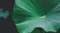 人生感悟

每個人都期待自己的生活一直都能夠是美好的模樣，可是偏偏卻事與愿違，事與愿違有時候才是生活里最大的真諦。


看看那些生老病死的苦難折磨，看看那些意外與飛來橫禍，看看那些人到中年遭遇的家庭變故，看看那些企業經營失敗后后半輩子衰敗的情形與無奈，原來生活從來都沒有我們想象般的那么簡單！

學會接受現實，接受無法改變的事實！你才能活得更清醒！配圖