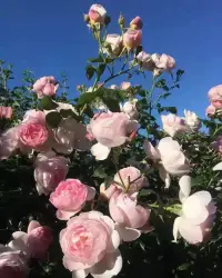 所有擺脫痛苦的路最終都要通向自我成長這條路，而走向自我成長的人，不僅可以自我療愈，還可以與更成熟且強大的自己相遇！早安！配圖