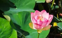 《道德經》中說：

出生入死，生之徒，十有三；死之徒，十有三；人之生，動之于死地，亦十有三。夫何故？以其生生之厚。

人出世為生，入地為死。長壽的人有3/10，短壽的人有3/10，本來長壽但自己走向短壽的人也有3/10，為什么會這樣呢？因為對于生活執著過度了。

執著的根源就是因為自己的情緒，人類因智慧而進入了文明時代，但是也因智慧有了分別心和私欲，當自己的欲望沒有得到滿足的時候，產生的就是一種痛苦。

事情對一個人本身并沒有產生傷害，因為很多事情都只是外在，而情緒才是出自于本心，讓自己受傷的更是自己的情緒。

即便在生活中遇到一些苦痛和郁悶的時候，讓心有一種平坦，也是人生必修的一條關鍵。配圖