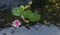 人想要獲取幸福，不要一味的向外去探索，而是向內去修！

小學時讀過一篇《疑鄰竊斧》的故事，現在特有啟發！

說的是有一個人弄丟了一把斧子，他總以為是鄰居偷的，怎么看鄰居都像是一個小偷。后來他找到這一個斧子之后，再去看鄰居，又覺得和藹親切了一些。

這說明如果心存怨恨，他看這個世界都是黑暗的，而有一些內心平和安靜的人，這個世界給他帶來的更是一種祥和！

人想要獲取幸福，不要一味的向外去探索，而是向內去修。修自己的心，讓自己感受到一種平淡，有一種豁然，最終才能看到人生的寧靜，在紛繁復雜的大千世界才能看得更遠！配圖