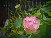 尼采也說過，“越是折磨不死我們的，越是會讓我們變得更強大。”

可見我們還能感受到痛苦，還不至于到死的地步。

我們要學會在痛苦中活出自己不一樣的姿態。就如泰戈爾的名言一樣，“世界以疼吻我，我要報之以歌！配圖