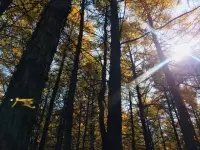 在現代職場的舞臺上，似乎每個人都希望成為主角，閃耀并贏得贊譽。

然而有些企業管理者或者團隊領導，為了達到自己的目的，不擇手段，使用一種被稱為“職場PUA”的策略。

這種策略通常利用心理技巧和策略來操縱他人。與其他行業中的PUA策略類似，職場PUA也可能讓受害者感到自己被操縱，失去獨立思考的能力！配圖