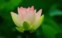 分手療愈

注定錯過的人，強求也是徒勞。

 花成花，樹成樹，山水一程，不再相逢。

愿來生，不見、不欠、不念。配圖