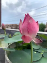 職場人際關系咨詢

在我們的生活當中，有一句話叫做“蠖屈求伸，非終于屈；龍潛或躍，匪困于潛”。

這句話想要告訴我們的是，有的時候，適當的去忍耐，適當的去蟄伏，反而是一件好事。


因為當我們在被困的時候，如果沒有一些適當的忍耐，而是非要去掙扎，那么最終的結局，只會變得更加糟糕。配圖