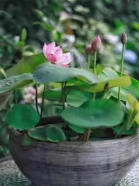 戀愛婚姻困擾咨詢

肖老師做了許多婚姻輔導，要告訴大家的是：

假使婚姻中出現第三者，不妨以精神為刃，把自身分成兩半。

一半扮演角色，一半安置自身。

世界就是一個巨大的草臺班子，每個人都有屬于自己的角色。

要容許一切事情的發(fā)生，學會處之，接受人生的任何意外。

這樣才能做到逆轉人生不是嗎？

難道非要爭個對錯？可爭贏了又能如何呢？配圖