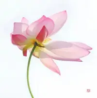 禪修心得


接受突如其來的無力感，接受自己的不完美；允許自己偶爾做個“廢人”；做任何事盡力就好，允許所有的事與愿違……當你允許后，會變成一個柔軟放松舒展的人！配圖