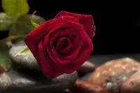 任何關系，都有著一個微妙的平衡；

一旦平衡被打破，關系就開始出現不同程度的危機。

戀人之間的平衡是什么？

是共同付出和索取。

社交中的平衡是什么？

保持分寸感，不過度侵入對方的生活。

無論跟誰相處，有一個社交鐵律：

當你討好別人的時候，只會換來他人的輕視！配圖