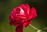 愛自己，唯有讓自己變得更好，更強(qiáng)大，才有能力去愛你所愛的人。

愛是一種昂貴的情感，只有讓自己更優(yōu)秀，才配得上擁有它，才能給愛更好的呵護(hù)！配圖