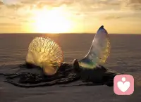 人生之悟（分手療愈成長）

道家說執念太深，皆是心劫，人海浮沉，當知止而后能定，定而后能靜，靜而后能安。

佛家也說執念太深，終成心魔，修行就是破除我執與法執，而人生之苦，皆來自于執念，執于一念，困于一念，一念放下，萬般自在。

是吧，因愛而自執，因自執而自困，因自困而不可得脫，所以車到山前時，船到橋頭處，人要學會轉彎，明白放下，得之為幸，失之認命，對自己說啊，一切總是最好的安排，然后拂衣而去，再行前路！配圖