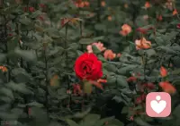 個人成長咨詢

愛的本質從來都不是索取，更不是妥協，是自我成長！

別停下變得更好，別停下找到自己的盛放，別停下捍衛自己的尊嚴，別停下靠自己的力量風一樣生長！配圖