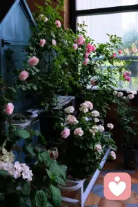 人生邊走邊悟

人生的旅途，如同一場孤獨的跋涉，也如這延伸的小巷。

然而，當悲傷如潮水般涌來，淹沒了心的彼岸，卻常常尋不到那一把為我們遮風擋雨的傘。

淚水滑落臉頰，只能自己默默拭去；痛苦在心底蔓延，唯有自己獨自承受。

正如楊絳先生所言：“我們曾如此渴望命運的波瀾，到最后才發現，人生最曼妙的風景，竟是內心的淡定與從容。”

心情，這最隱秘而又最真實的感受，是屬于自己的私有財產，別人無法觸及，更難以分擔。

而身體，這承載著靈魂的軀殼，更是我們需要珍視的唯一。

當疾病悄然來襲，當疲憊侵蝕身心，沒有人能夠代替我們承受那份痛苦。

我們肆意揮霍健康的時候，不會想到未來可能要獨自面對病痛的折磨。

在這紛繁復雜的世界里，人們匆匆忙忙，各自奔波。我們不能期望他人為我們的心情和身體負責。唯有自己，才是最忠誠的守護者。

或許，只有讓我們學會在風雨中為自己的心情撐起一把傘，用樂觀和堅強抵御悲傷的侵襲；只有讓我們用心呵護自己的身體，如同呵護一件稀世珍寶一樣，這樣的生命才有價值。

因為，這生命的旅程，無論風雨還是晴空，最終能依靠的，只有自己。 

希望我們都能成為自己心情的主宰，自己健康的衛士，在人生的道路上，堅定而從容地前行。配圖