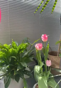 洛杉矶大学的心理学家加利·斯梅尔，曾做过一个著名的“情绪传染实验”：

他让一个笑容满面的人，与一个愁眉苦脸的人共处一室，并观察两人的情绪变化。

结果不到半个小时，那个原本笑容满面的人，也变得闷闷不乐。

为了排除实验的偶然性，斯梅尔随后还做了一系列验证。

但研究结果无一例外，全都表明：

人的消极情绪，会在20分钟之内传染给别人。

常听人说，你靠近什么，便会成为什么。

若是和情绪黑洞离得太近，自己也会变成负面信息的回收站，忽视掉身边的美好。配图