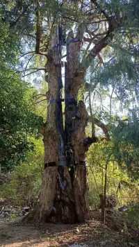 最近有位來訪者說：  

離婚像被連根拔起的樹，不知道還能不能活...  

我給她看了手機里存了五年的照片——  

被雷劈斷的老樹，  它活的一樣生機蓬勃！??配圖