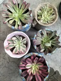 我的客戶：那位通過養育多肉獲得救贖的姑娘說：當我知道怎么呵護脆弱生命時，也學會了如何保護自己的精神幼苗。??配圖