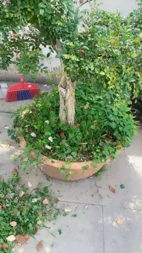 今天看到草的感悟

草，这看似平凡无奇的生命，却蕴含着无尽的智慧和力量。它们以纤细的身姿，在自然界中占据了一席之地，不与巨木争高，也不与繁花斗艳。它们深知自己的使命，那就是以最朴实无华的方式，昭示生命的真谛。

在风雨中，草儿们弯腰不屈，仿佛在对抗着命运的挑战。它们没有因为自己的渺小而放弃，反而在孤独中不断成长，不断超越自我。

四季更迭，草儿们见证了生命的循环，从春天的嫩芽到秋天的枯黄，再到冬天的凋零，最后迎来新的生命。

草，是春天的守望者，也是未来的期许者。它们以从容淡定的姿态，颂扬着生命的伟大和美好。在喧嚣的世界中，草儿们提醒我们寻找心灵的宁静，回归最纯粹的自我。它们告诉我们，生命的意义不在于追求外在的繁华和荣耀，而在于内心的平和与满足。配图
