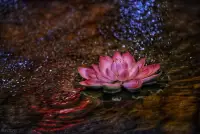 小時(shí)候，你學(xué)著討好所有人，
長(zhǎng)大后，你學(xué)著壓抑自己情緒，
你習(xí)慣把難受咽下去、把委屈藏起來。

直到有一天——你突然不想再裝了！

你發(fā)現(xiàn)：

再努力也取悅不了所有人
再妥協(xié)也換不來真心
再懂事也沒人心疼你
于是你情緒失控、崩潰大哭、徹夜難眠……

這不是崩潰，這是覺醒前的劇痛。

就像傷口結(jié)痂前，總要先刺痛一下！配圖