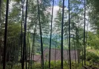 修行人手里都攥着两张票：一张写着外境，一张写着觉照。

别人冲你吐唾沫星子或是撒花瓣雨，那都是他们的戏瘾犯了。

你若是接了他的戏服，转眼就成了跑龙套的。

当年寒山问拾得世间谤我欺我辱我，拾得那声再过几年你且看他，震碎了千年戏台！配图