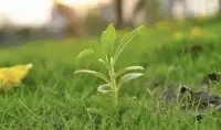 正念大概可以用四個詞形容：注意力集中在當下、覺察、不評判、接納。

正念練習的方式非常多，這里很難一一列舉，

介紹一種最簡單的：正念呼吸。你可以搜一些有關正念呼吸的音頻跟著練習。

其實從上面關于正念的詞匯，可以看到，它無關于積極還是消極。重點在覺察和接納。

舉個例子
你希望自己在思想上，想法上是積極向上的。
在此刻（注意力在當下），你寫下這個問題的時候，意識到自己并沒有，我姑且用消極來代替（覺察）。

你已經做到了覺察。
接下來是接納，說起來簡單做起來難。

簡單來說：不要去評判自己消極是不對的，積極就是好的。認可自己當下的感受，關照好它。剩下的交給下一刻。

也許下一次，你發現你是開心的。

不要把這一刻的消極，因為反復思考或者評判，而帶入下一個時刻。配圖