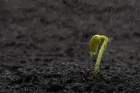 最近一個詞開始進入大家的視野，黑色生命力。

這個概念最早由美國心理學家艾美維爾納提出。他認為黑色生命力是指人們在經歷一系列的創傷、低谷和逆境之后，所表現出來的一種更加旺盛的生命力，這就叫黑色生命力。


比如一個懦弱的、唯唯諾諾的人，在經歷了親戚朋友的背叛、冷落等境地后，一旦能夠熬出來，走出這個創傷，就會變得殺伐果斷，堅韌不拔！配圖