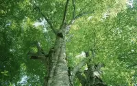 創傷性的原生家庭經歷會使一些人在成長過程中，因為未感受過被愛和被保護而出現看得見和看不見的身心創傷。

這樣的人在長大后會瘋狂的想要逃離家庭。

但是一般情況下，他們又不具備這種能力，因為他們已經習慣了屈從，不知道能有什么辦法可以改變自己的現狀。

一旦哪一天有了這種能力和機會，或許體驗到自由呼吸的滋味，他們就會毫不猶豫地遠離帶給他們太多痛苦回憶的地方。

這些人或許喜歡遠走高飛，可盡管他們離開原來的環境，看起來開啟了嶄新的生活，但是在現實生活中還是會碰到類似的事。總有人會拿他們當出氣筒，他們也總是習慣性的不斷檢視自己。他們想要拼命優秀，但總是不能如愿以償，走著走著就會發現自己是否又回到小時候大家都不疼愛的樣子，成為了一個可有可無的存在。

所以你想讓別人如何看你，首先你要如何看待自己，因為只有你自己才能決定你在別人的眼里是什么樣子的！

要改變自己的內在相當困難，需要長期的學習。如果在原生家庭沒有得到足夠的愛，便很難與這個世界發生愛的連接！

只有自己先去愛自己，才可能發出有愛的關系。

愛自己是一切愛的開始。如果沒有充分的愛過自己，并很難有力量的去愛他人。

不完美的原生家庭可能使我們很受傷，但我們可以學習愛自己。

提高愛自己的能力，讓自己不再停留在那個缺少愛和溫暖的情景中。

要學會自我滋養和關懷給自己補充能量依靠自己的力量去彌補童年的缺憾。

當你很愛惜自己，你就有了被愛的基因，你周圍的人就會自然而然覺得你是可愛的，是值得被愛的，就會按照你愛自己的方式去愛你，于是你跟別人之間就有之前不一樣的關系！配圖