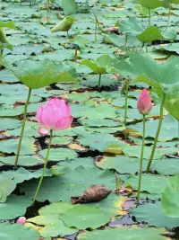 心理咨詢(xún)，是勇敢者的選擇：很多人覺(jué)得去看心理醫(yī)生是弱者的行為，其實(shí)恰恰相反，敢于直面自己的內(nèi)心問(wèn)題，尋求專(zhuān)業(yè)幫助，需要莫大的勇氣。心理咨詢(xún)不是軟弱的表現(xiàn)，而是邁向自我成長(zhǎng)的勇敢一步。

為自己的人生負(fù)責(zé)，書(shū)寫(xiě)?yīng)毺仄拢骸澳軒湍愕娜耸悄阕约海仓挥心阕约骸保覀兊娜松莆赵谧约菏种校瑳](méi)有人能代替我們成長(zhǎng)。配圖