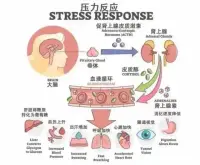 童年創傷就像一顆定時炸彈，會悄悄改變我們的大腦和身體，為成年后的心理健康埋下隱患。

童年長期處于緊張、恐懼或無助的狀態，比如遭受虐待、家庭暴力、嚴重忽視等等，會導致生理和心理壓力反應系統的長期激活，造成調節失衡，進而引發不良的心理健康和身體健康后果。配圖