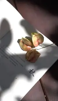 💕原来真正的成熟，是学会给生活留道缝隙。

允许牛奶洒在地上，允许别人有不同的活法，允许自己偶尔偷懒、偶尔犯错。就像向日葵不会因为某天阴天就放弃开花，我们也不用因为一点不完美，就否定整段人生。
 
别让“较真”变成困住自己的牢笼。

你要知道，月亮有圆有缺，日子有晴有雨，这才是生活本来的样子啊。

与其在纠结里内耗，不如松口气——反正人生是场马拉松，偶尔放慢脚步，才能跑得更久。配图