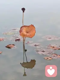 ??楊絳說過：“我用真心待你，但不執著于你，活在緣分中，而非關系里。

人生各有渡口，各有各舟，流年有愛，就心隨花開，如若人走情涼，就守心自暖。”配圖