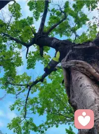 大自然是这世间最大最好的疗愈场，是充满无条件爱和接纳的地方！配图