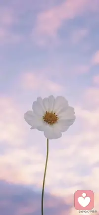 心理学家发现：
保护能量最好的方式，
不是冥想，不是独处，
而是——不讨厌任何人。

这句话像一记闷棍，敲醒了多少在人际泥潭里挣扎的善男信女。

我们总以为累是身体在抗议，其实是心在被反噬。你讨厌谁，就是把你的注意力免费质押给了谁。

1. 你的情绪很贵，别随便给人当燃料。

每次吐槽同事、记恨前任，你以为在发泄，其实是在往对方身上充电。你对别人的讨厌，伤不了对方分毫，却让你自己损失惨重。那个让你恨得牙痒痒的人，正吃着火锅唱着歌，毫发无伤，而你却在深夜里反刍痛苦，把本该养命的睡眠，耗成了毫无意义的内耗。

2. 不翻脸是修养，不讨厌是放过自己。

很多关系不在一个维度和认知水平，没必要用翻脸来证明三观不合。真正的成熟，是懂得跟任何人都保持“平行”。我不喜欢你，但我更不屑于花半秒钟去咀嚼你带来的负面情绪。把你请出我的情绪世界，不是宽恕你，是爱惜我自己。

3. 收回能量，才能给生活腾出手来。

心理学上有一种“间歇性冷漠”，那不是凉薄，是给情绪建立护城河。保护能量的最高境界，就是别让烂人在心里拥有了“长期居留权”。

把想怎么反击他的精力省下来，多读两页书、多睡半小时觉。当你眼里不再全是看不惯的人和事，你会发现，日子顺了，心力也足了。

成年人最顶级的自律，是看谁都顺眼，因为那预示着你的世界已无闲人。共勉。－肖老师配图
