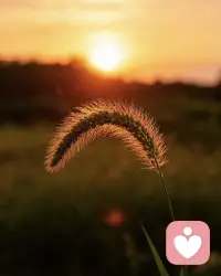 允许生活有委屈，允许人生有遗憾。

不困于情绪，不慌于未来，心怀暖阳，稳步前行，一切皆有回甘。