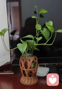 你不一定非要活成玫瑰，
你愿意的話做茉莉做雛菊，
做向日葵，做無名小花，
做千千萬萬。