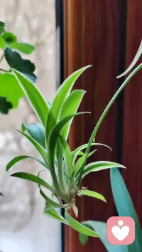 你不一定非要活成玫瑰，
你愿意的話做茉莉做雛菊，
做向日葵，做無名小花，
做千千萬萬。