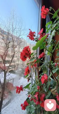 你不一定非要活成玫瑰，
你愿意的話做茉莉做雛菊，
做向日葵，做無名小花，
做千千萬萬。